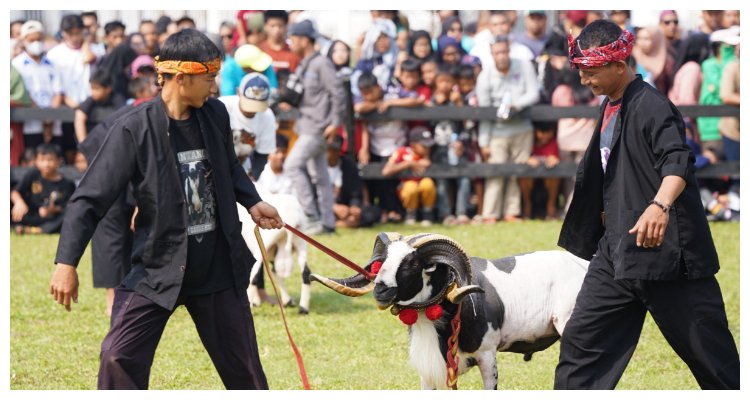 Salah satu peserta festival domba tahunan sedang menarik domba aduan di Lapangan Panahan kompleks GOR Pakansari, Cibinong, Ahad 13 Oktober 2024.